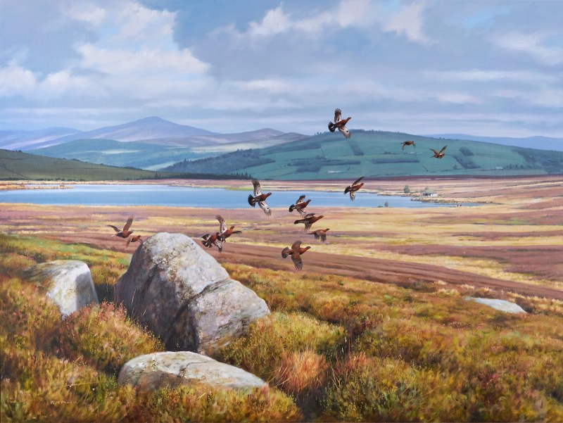 Covey of Red Grouse alighting across the moor