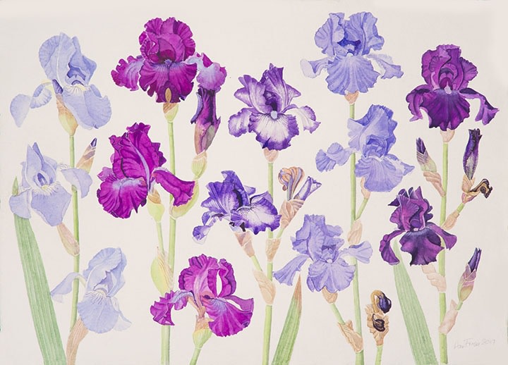 Ann Fraser, Blue & Purple Tall Beared Iris 2017