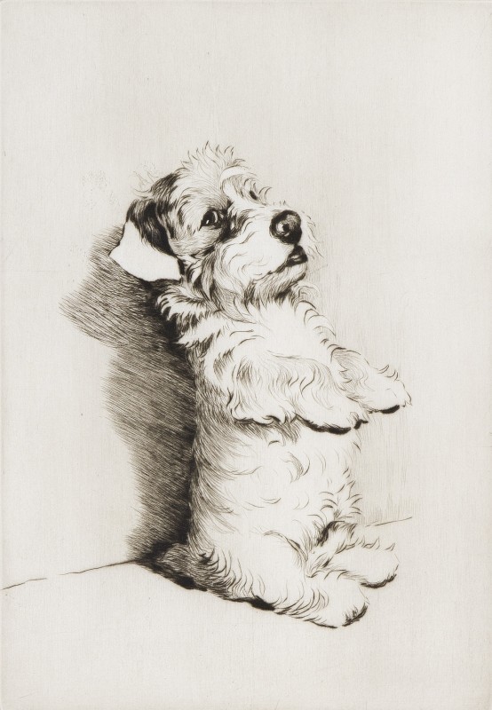 A Sealyham Terrier