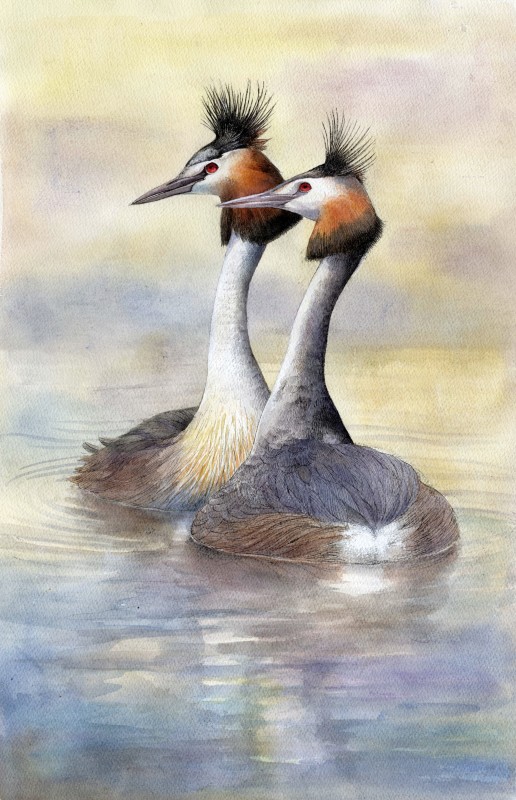 Emma Faull, Great-crested Grebe