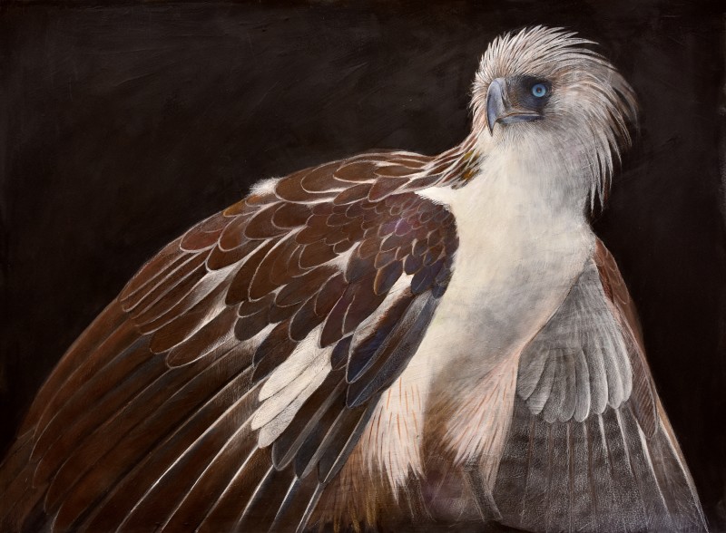 Philippine Eagle