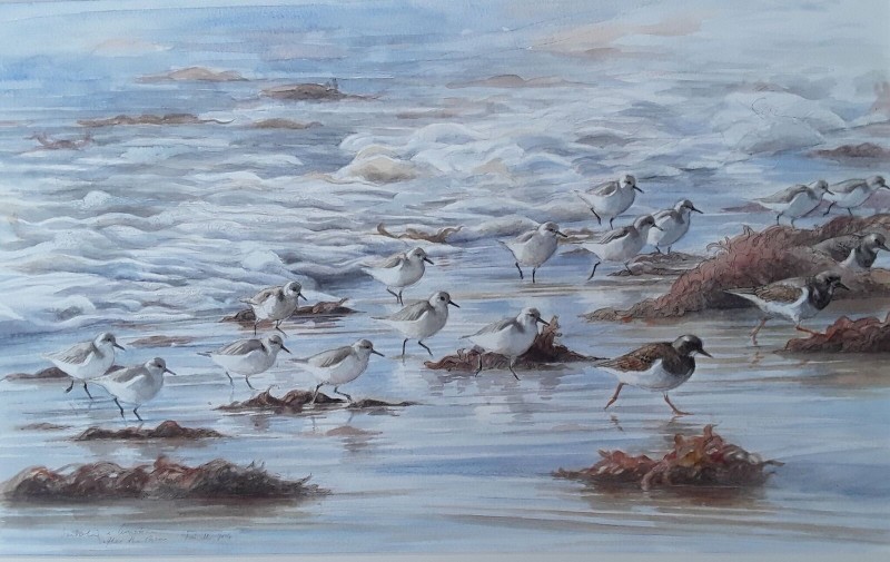 Emma Faull, Sanderling and Turnstone after the storm