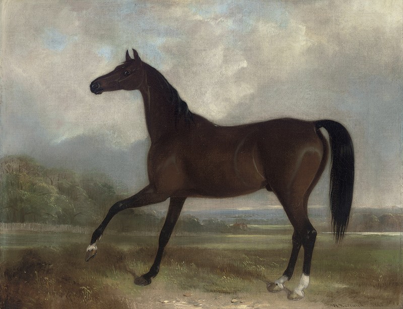 The racehorse Tom in a landscape