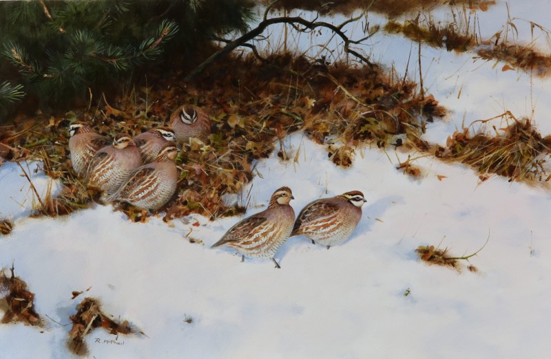Bobwhite Quail in the snow