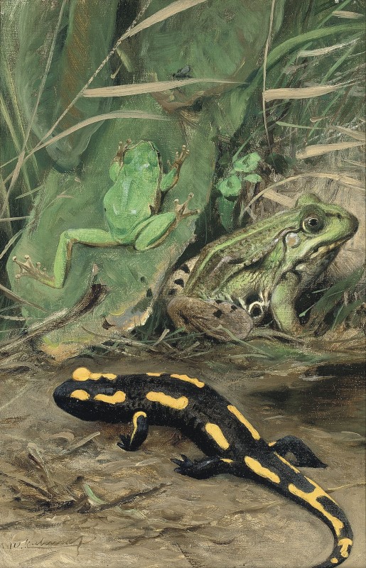 A Tree Frog, Water Frog and Fire Salamander