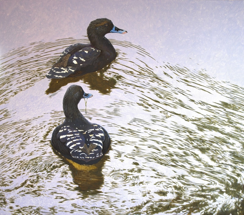 Dabbling for weed, African black duck