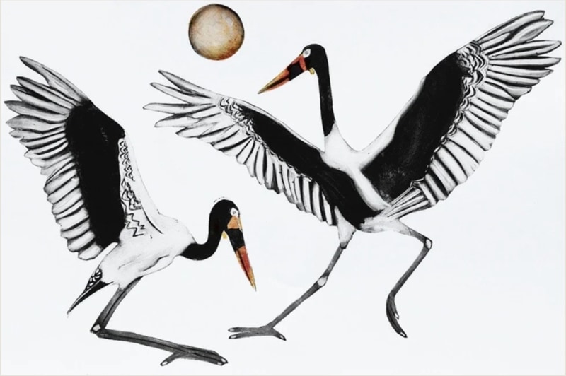Saddle-billed storks