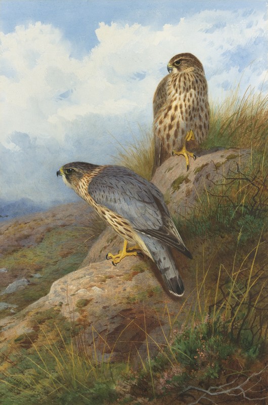 A Merlin male and female