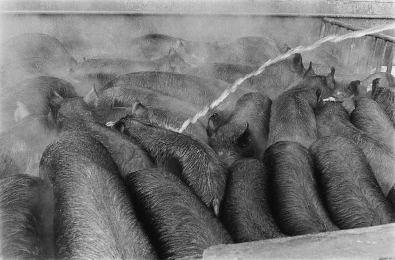 深濑昌久，选自“杀猪”系列，1961。© 深濑昌久档案馆