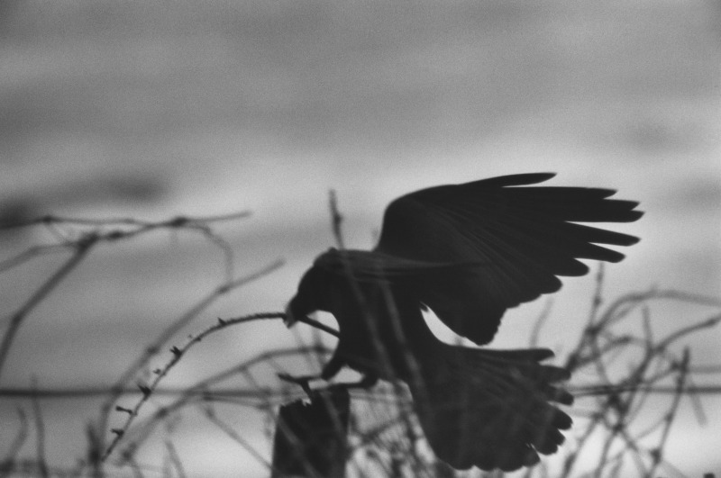 深濑昌久，选自“乌鸦”系列，1976。© 深濑昌久档案馆