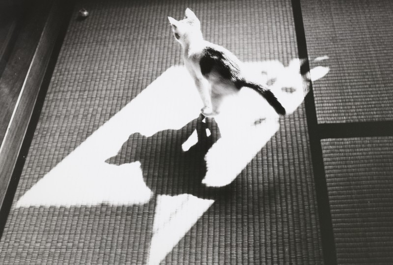 深濑昌久，Momoe，选自“佐助”系列，1978。© 深濑昌久档案馆