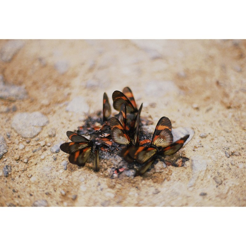 编号223，《噬蝶》，2017，艺术微喷。 No.223, Butterfly's Reincarnation, 2017, Photography with archival pigment print.