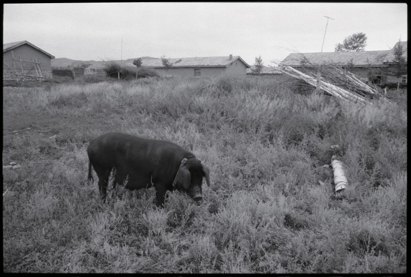 《村外黑色的猪，河北》 Black Pig Outside the Village, Hebei 1997