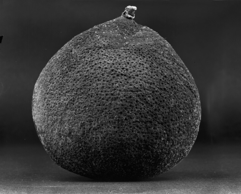 《物非物——果实 07》 Material/Immaterial - Fruit 07 2010