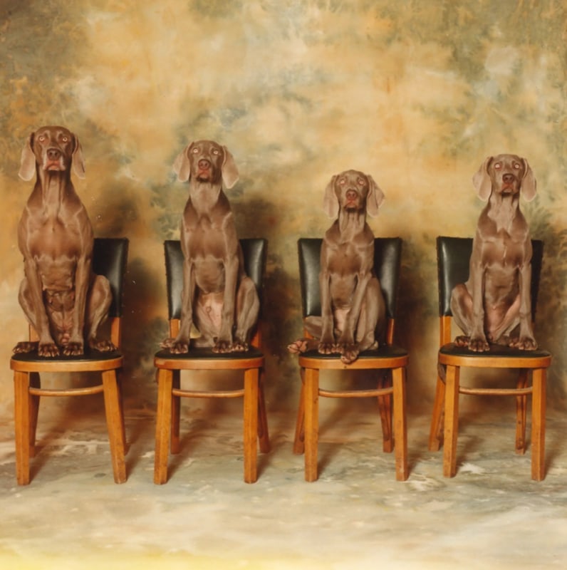 See Fetching Portraits of Man’s Best Friend in a New Exhibition All About Dogs