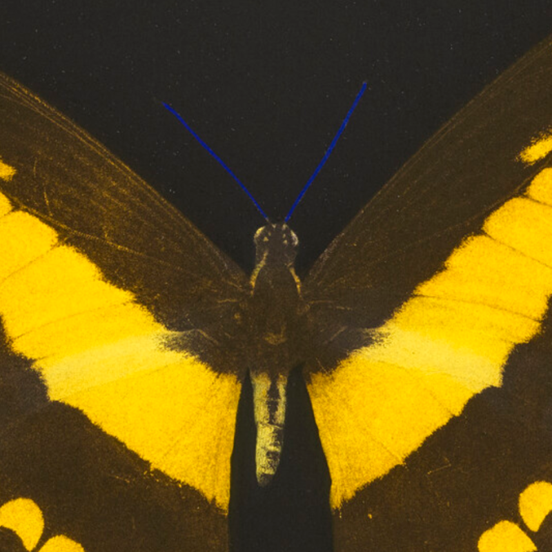 Damien Hirst