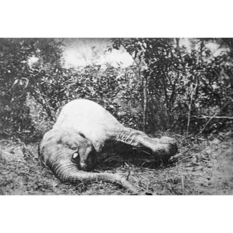 <i>La carte postale, objet de collection</i>