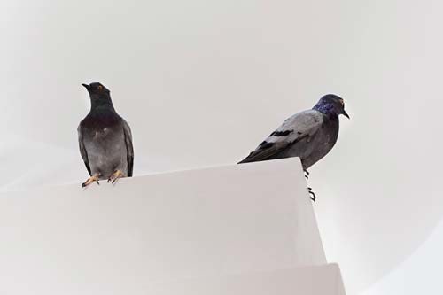 MAURIZIO CATTELAN<br>