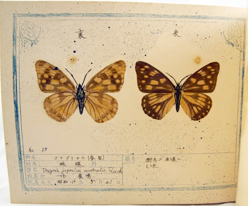 <b>Japanese lepidoptery album</b>