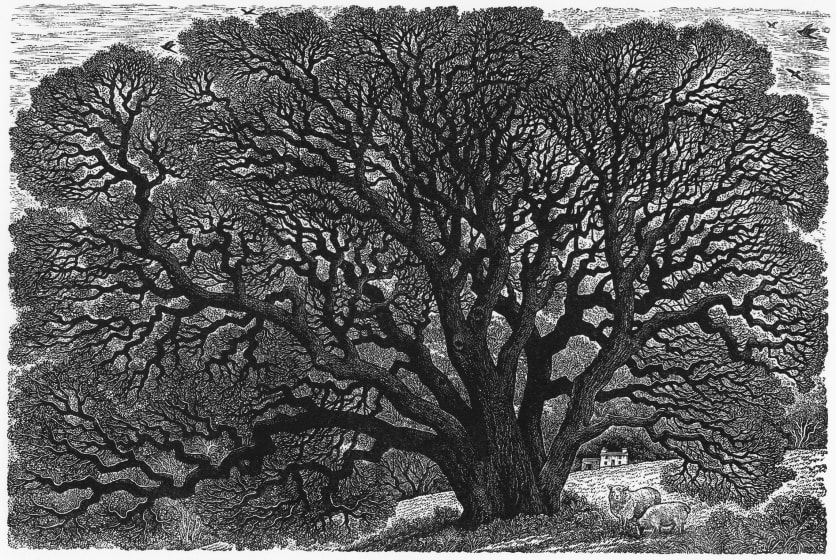 Sue Scullard