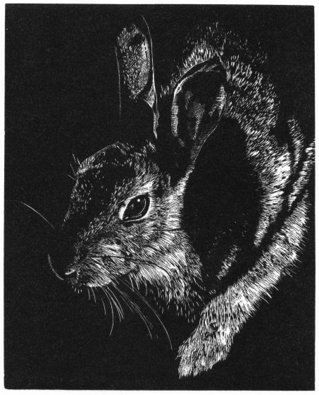 <p>Carine Eunson</p><p>Cotton Tail</p>