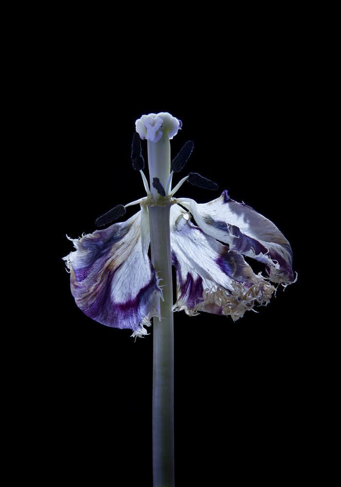 Galateas /Carla Van de Puttelaar★値下げしました Galleries and contact | Carla van de Puttelaar