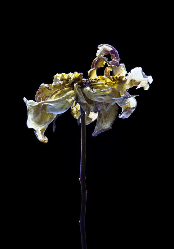 Carla van de Puttelaar - Works | Arusha Gallery