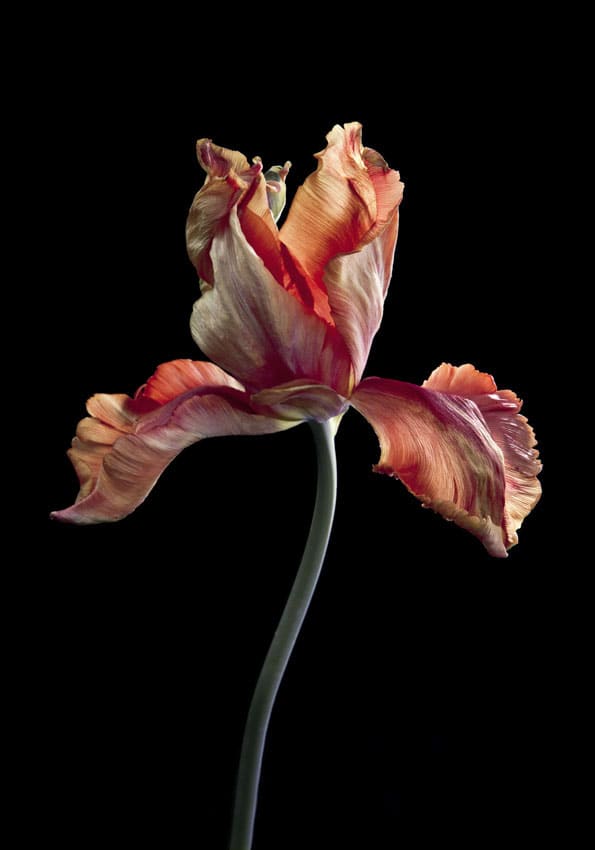 Carla van de Puttelaar - Works | Arusha Gallery