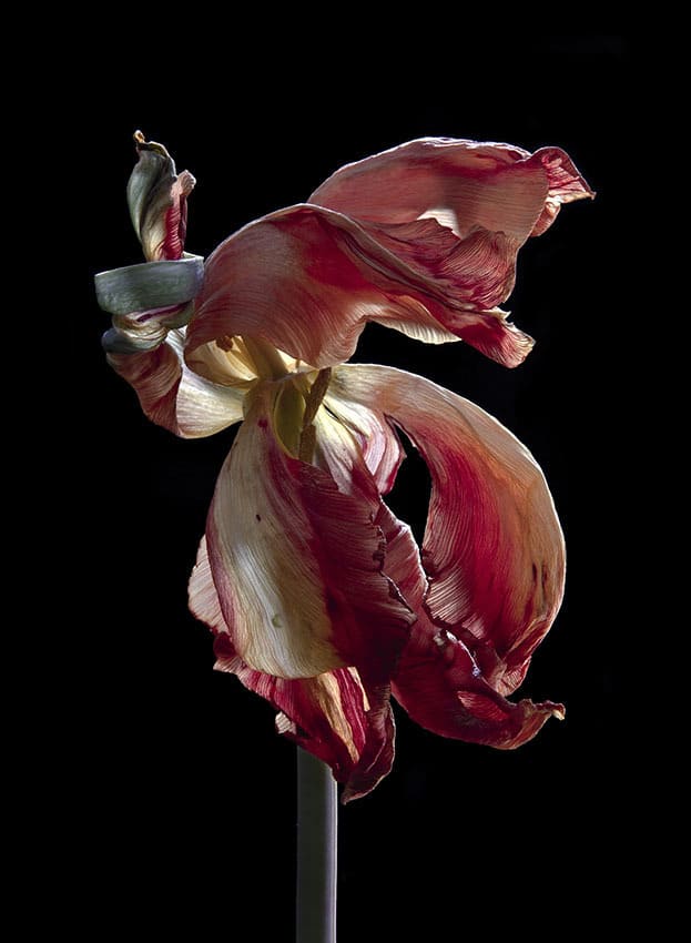 Carla van de Puttelaar - Works | Arusha Gallery