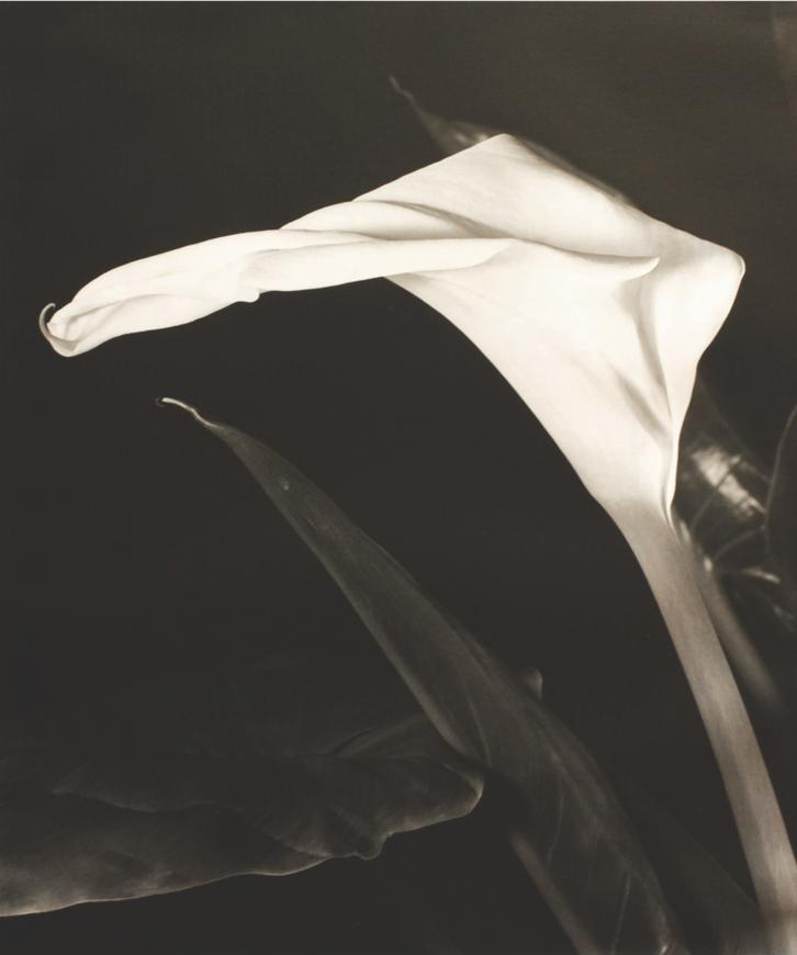 Vincent Vallarino, Calla Lily