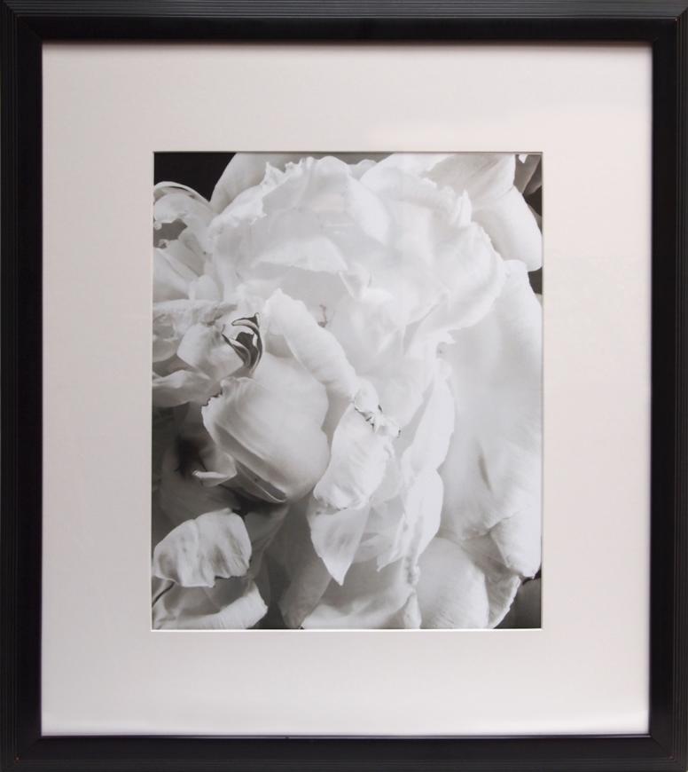 Peony #1