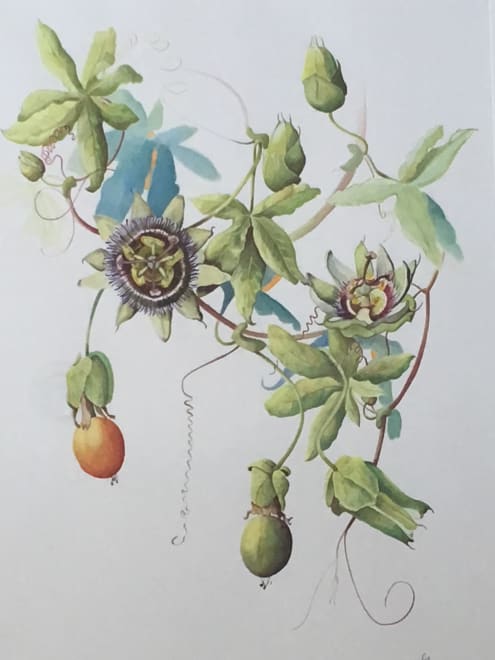 Passion Flower