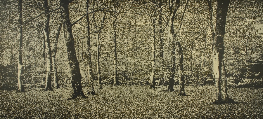 The Beech Wood