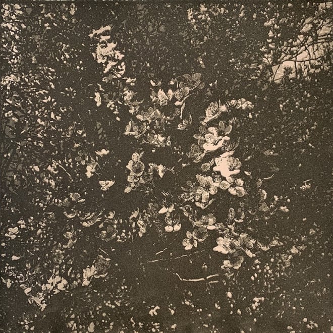 Blossom