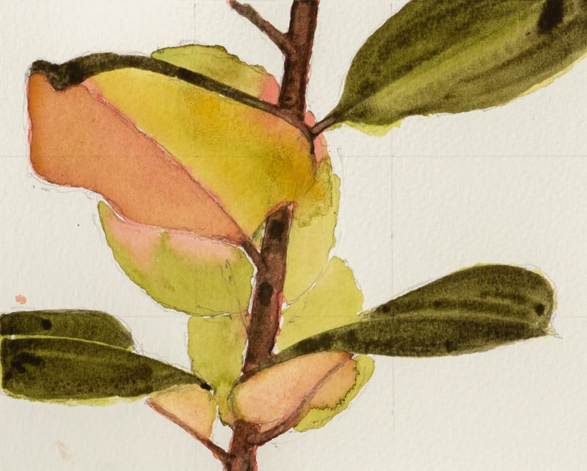 Rubber Plant Study