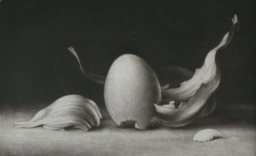 Shells no. 7
