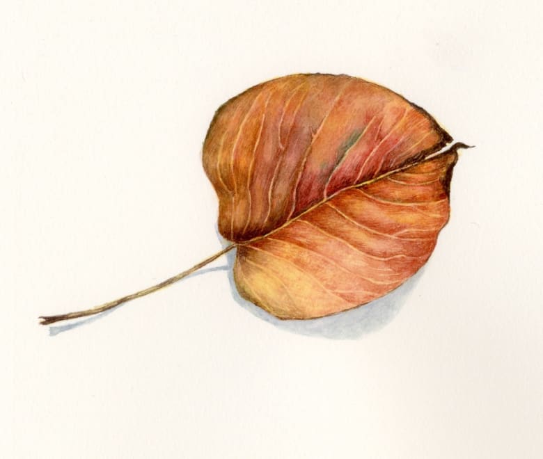Pear Leaf