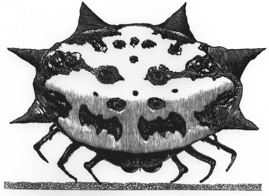 Spiny Oreb Weaver Spider