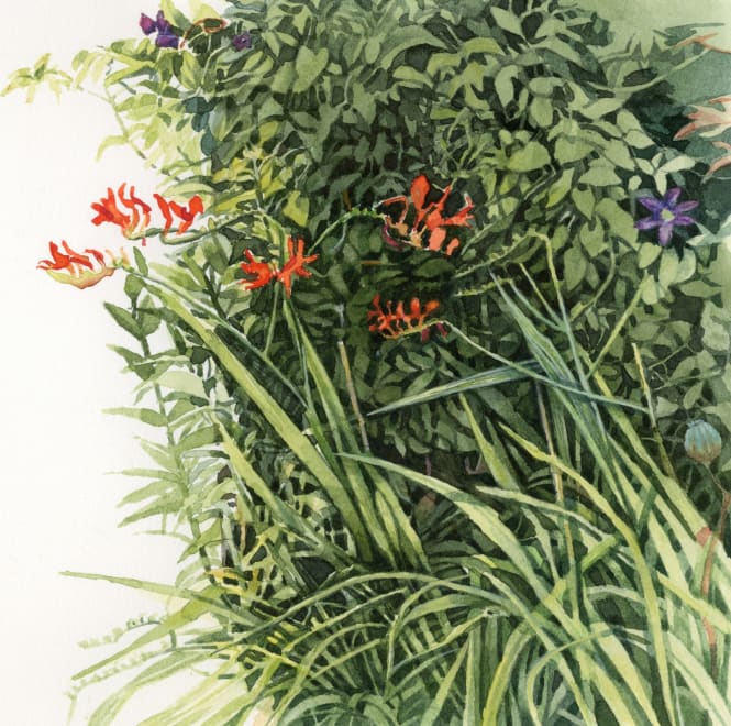 Crocosmia and Clematis in a Bed