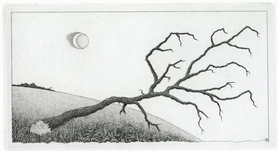 Stricken Tree - Bodmin Moor