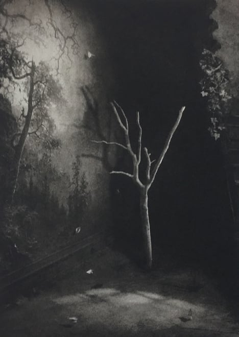 Room With Bare Tree