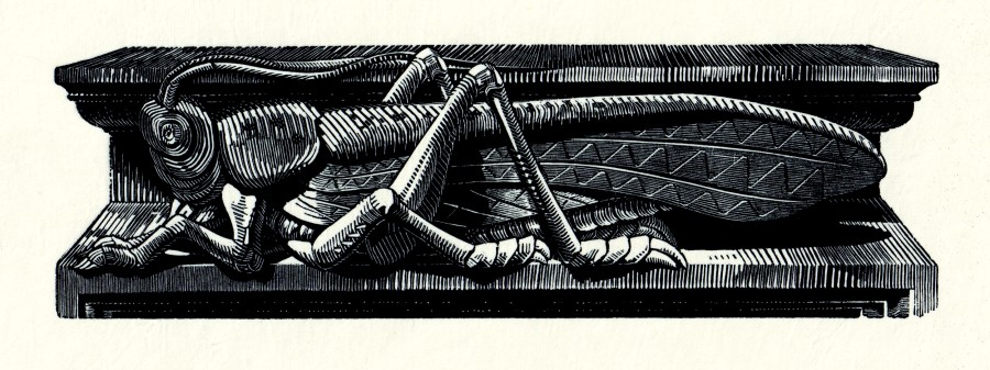 Grasshopper