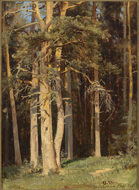 SIVERSKAYA (EDGE OF THE FOREST)