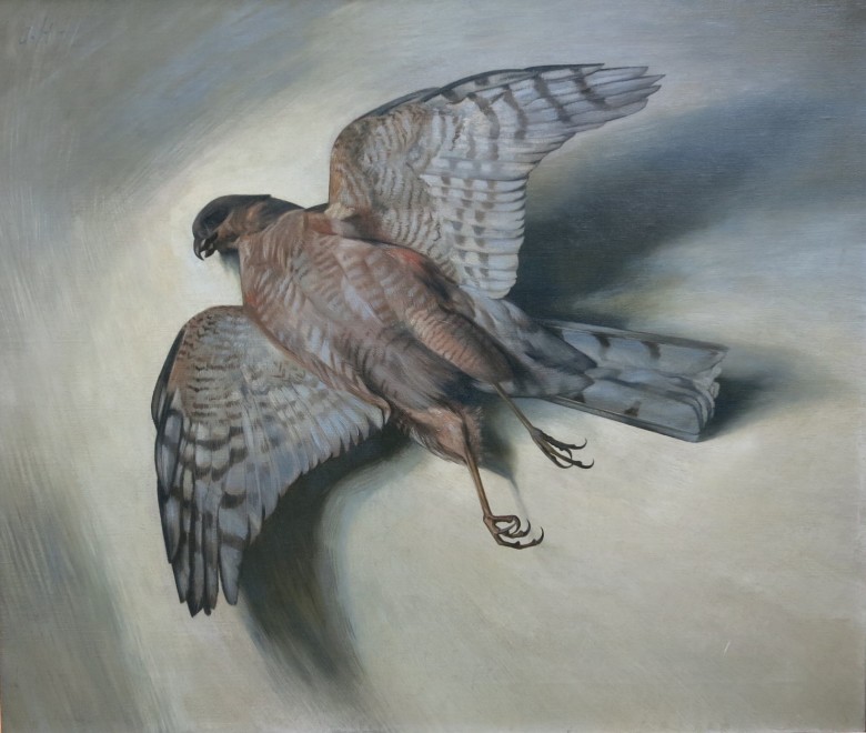 Dead Sparrow Hawk