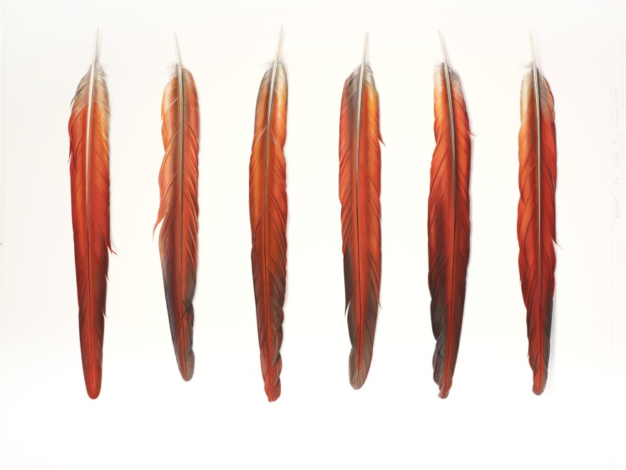 <p>Six Red Feathers Underside   </p><p>2014</p><p>Gouache on paper</p><p>53 x 70 cm</p>