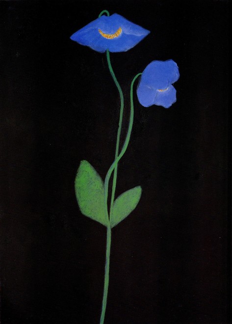 Tibetan Blue Poppy