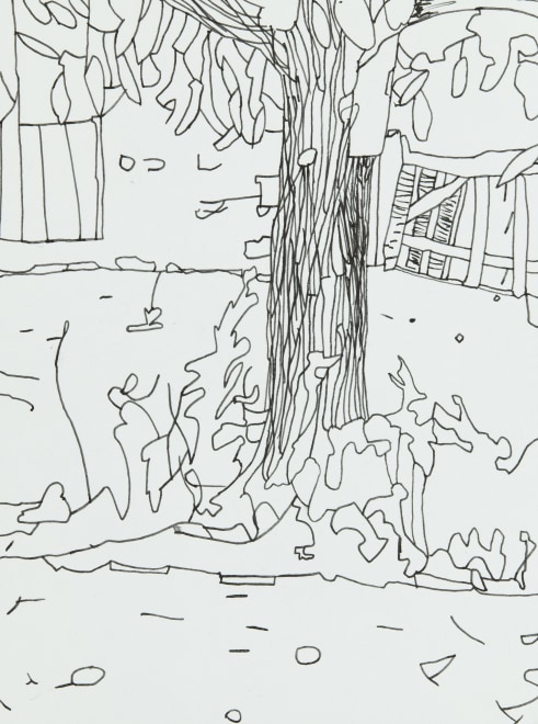 Walnut Tree 2023