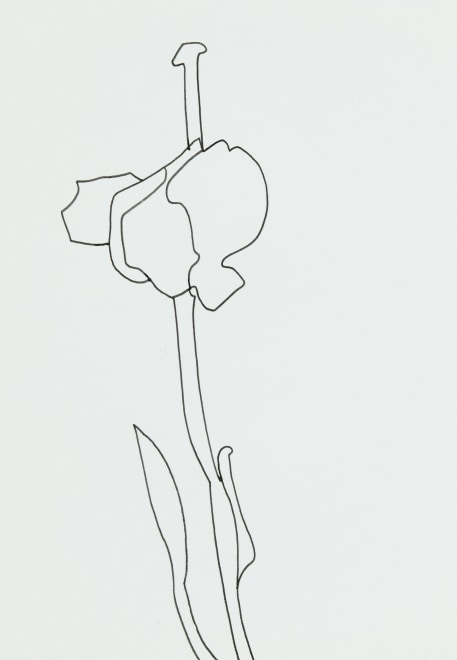 Last of the Tulips 2 2022
