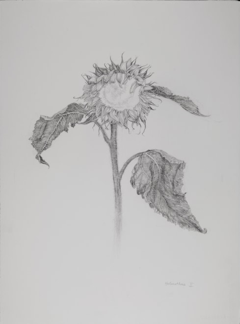 Sunflower, Helianthus 2