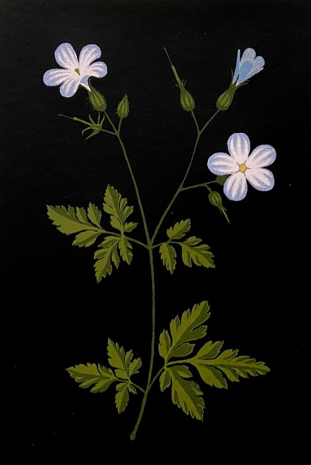 Martin Grover  Herb Robert